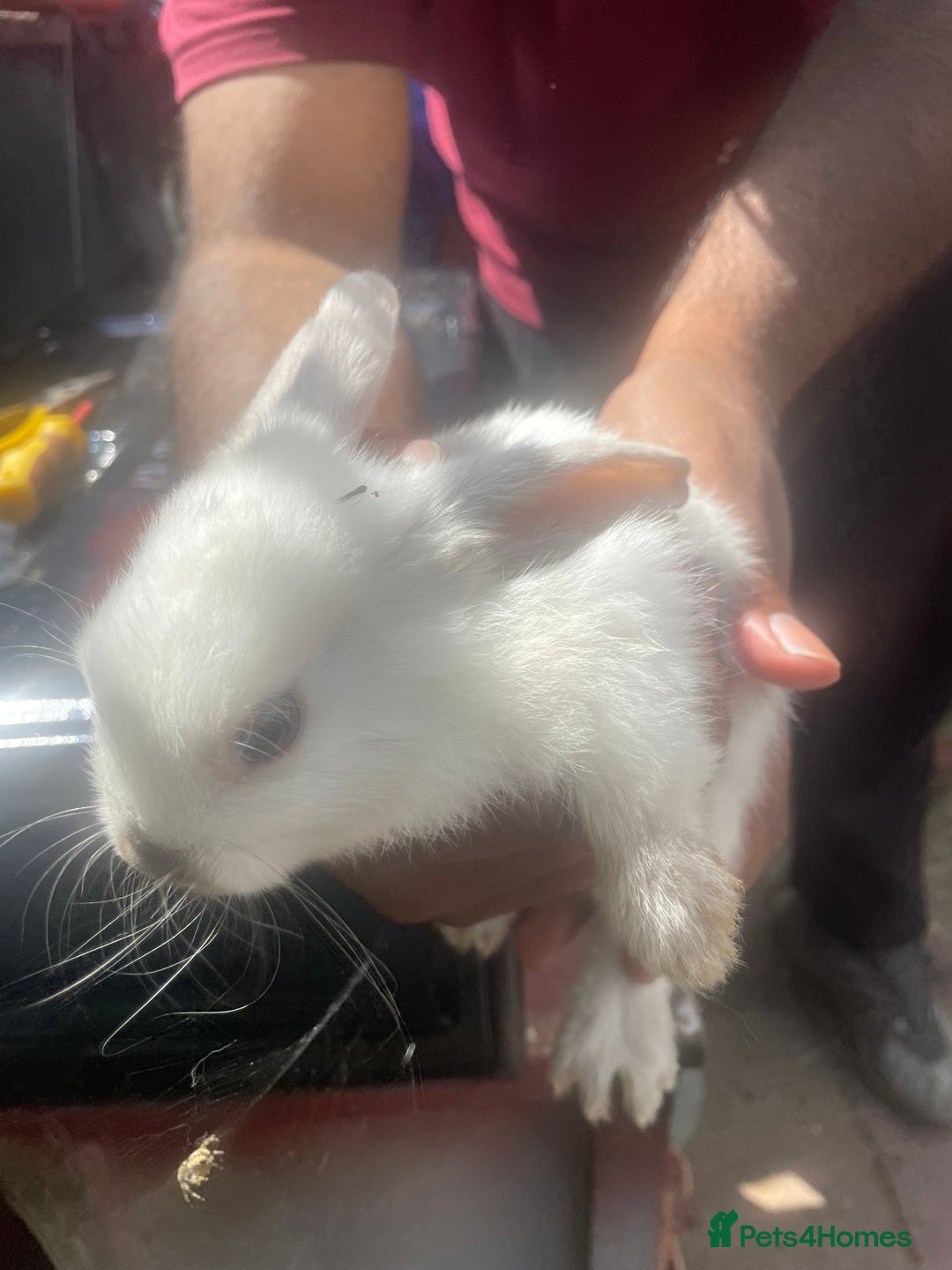 Mixed Breed rabbits for sale: Mixed breed baby rabbits  - Image 1