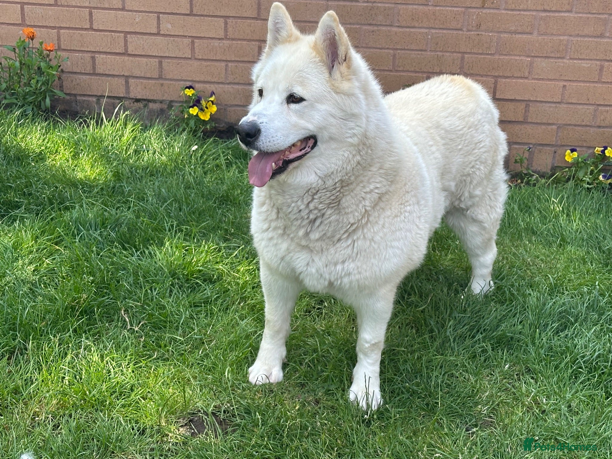 Alaskan Malamute dogs Rare big pure Alaskan Malamute pups - Advert 2