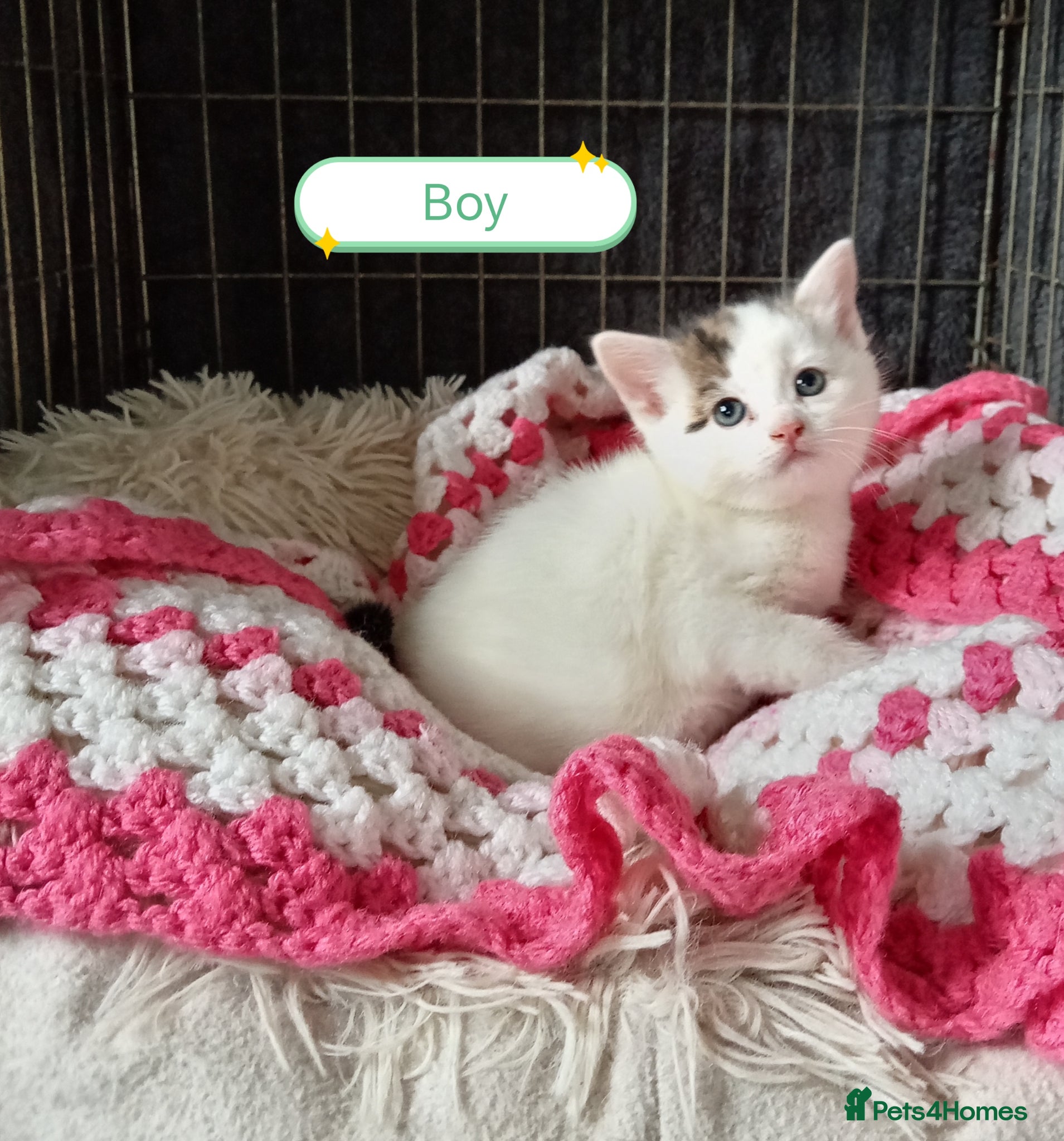 Mixed Breed cats Ginger and different coloured kittens  - Advert 5
