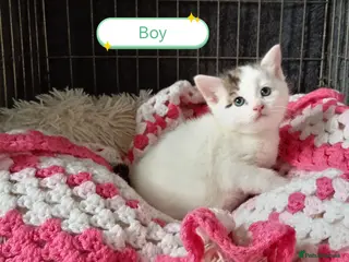 Mixed Breed cats Ginger and different coloured kittens - Advert 10