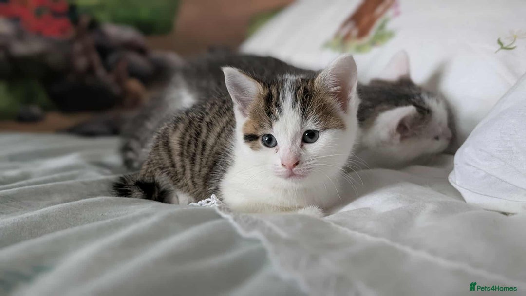 British Shorthair cats for sale: British Short Hair x Domestic Short Hair - Image 21