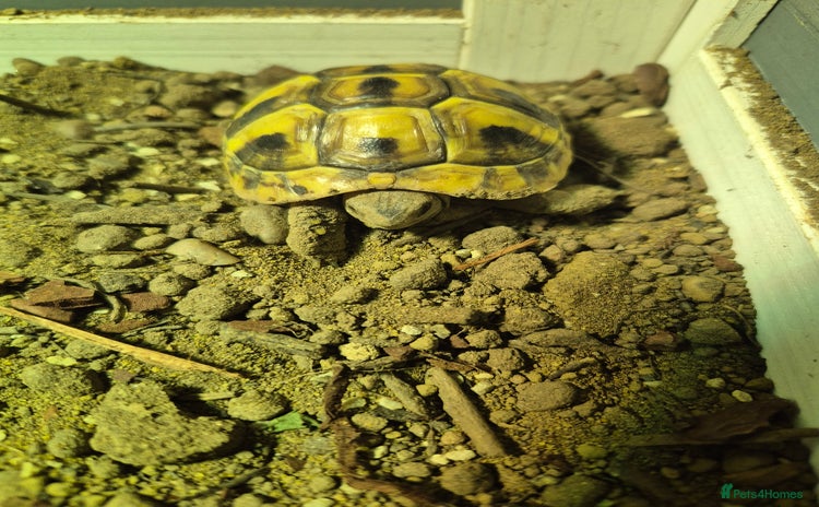 Hermann Tortoise reptiles - Advert 1