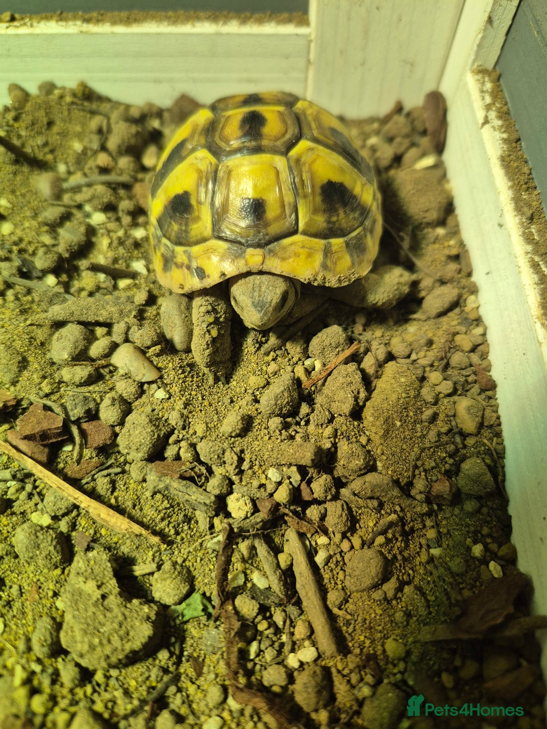 Hermann Tortoise reptiles for sale: 1 year old Hermanns tortoise  - Image 1