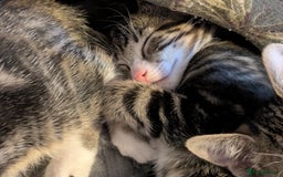 Domestic Shorthair cats for sale: Beautiful domestic short hair kittens for sale  - Image 14