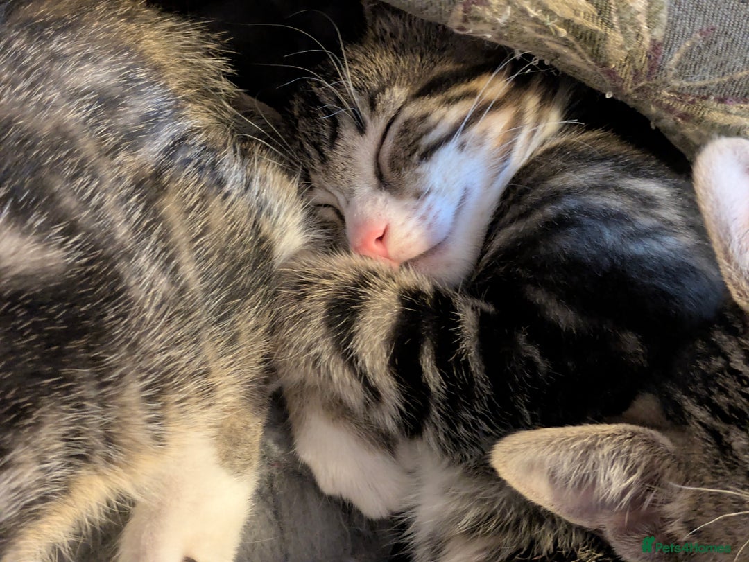 Domestic Shorthair cats for sale: Beautiful domestic short hair kittens for sale  - Image 14