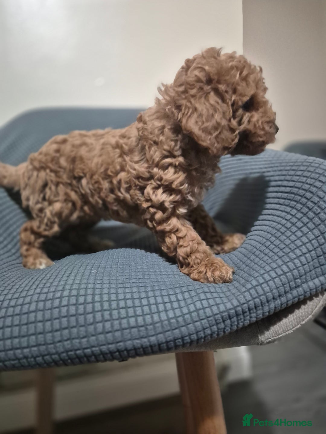 Cockapoo dogs for sale: Gorgeous Cockapoo For Sale  - Advert 4