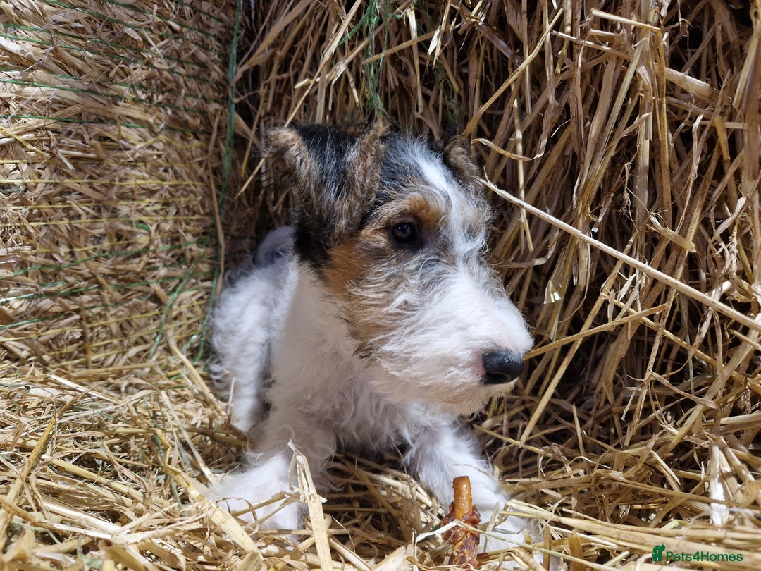 Fox Terrier dogs for sale: Adorable baby boy looking for a forever family - Advert 6
