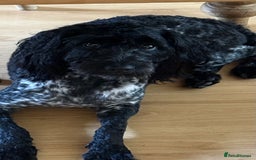 Sproodle dogs for sale: Sproodle  - Image 1