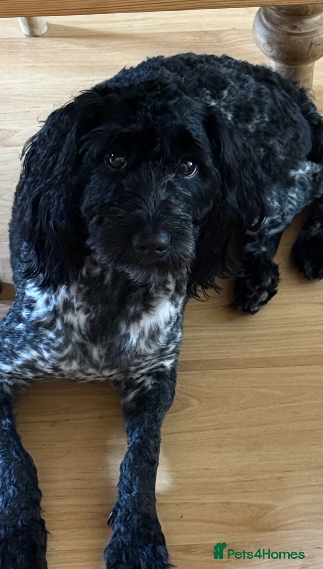 Sproodle dogs for sale: Sproodle  - Image 1