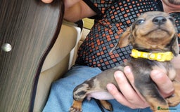 Dachshund dogs for sale: Miniature dachshund puppies - Image 1