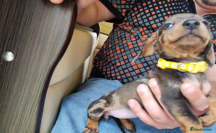 Dachshund dogs - Advert 2