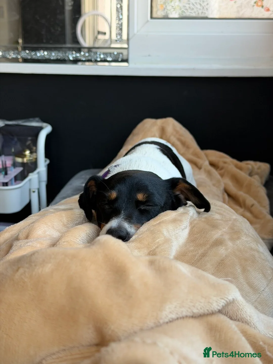 Jack Russell dogs for sale: Jack Russel called Roxy  - Advert 4