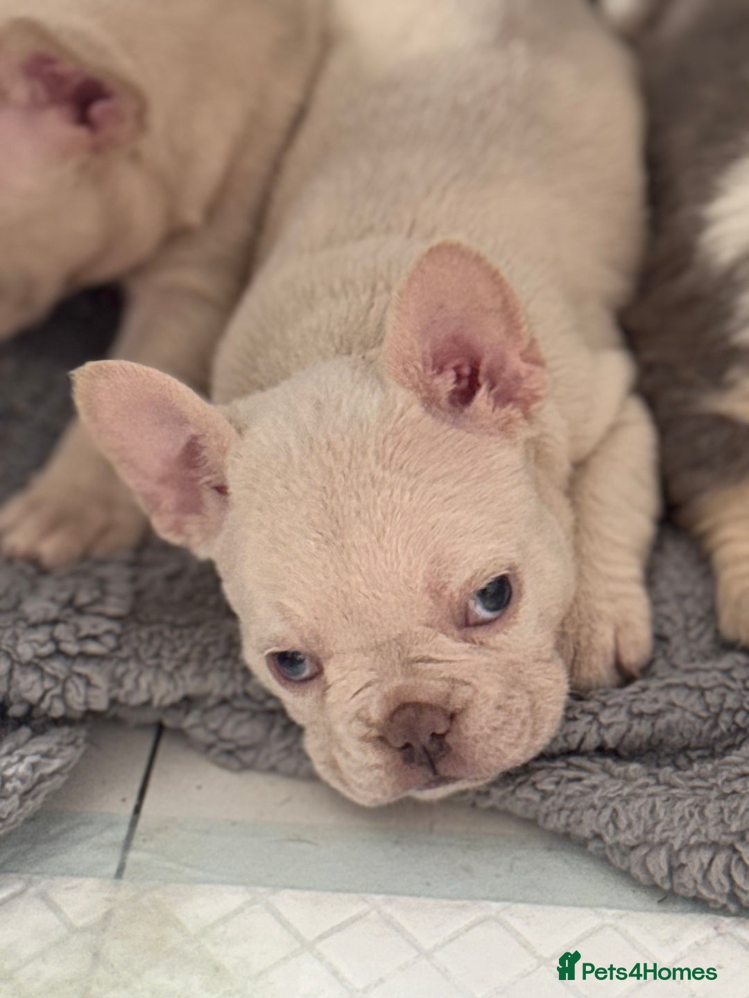 French Bulldog dogs for sale: French Bulldog Puppies For Sale😍‼️ - Advert 9