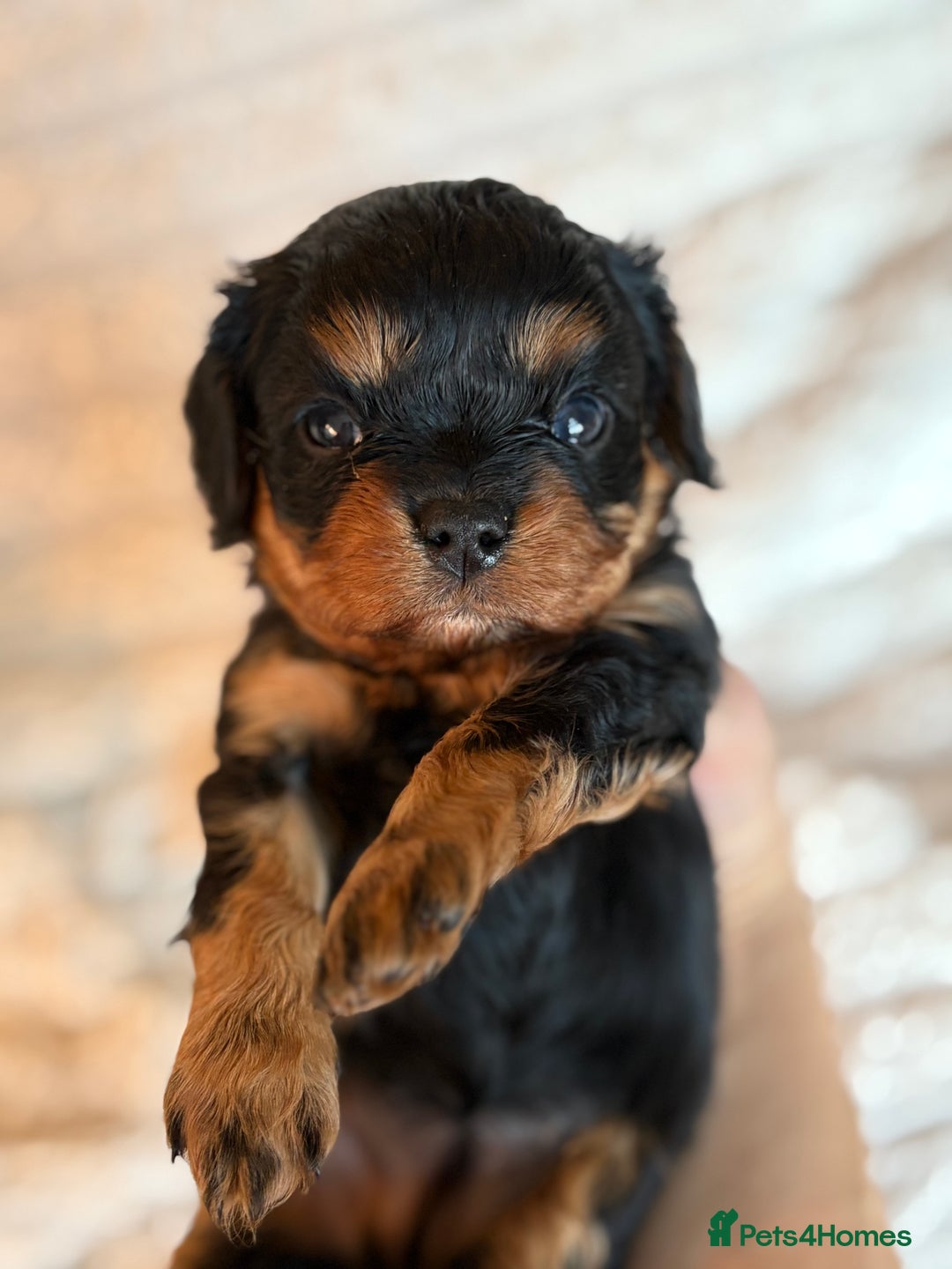 Cavalier King Charles Spaniel dogs for sale: Cavalier King Charles spaniel puppies - Advert 18