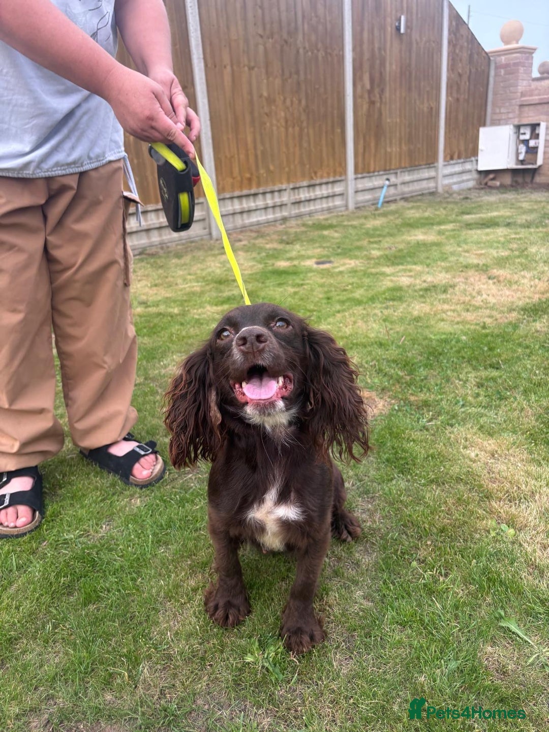 Cocker Spaniel dogs for sale: Cocker Spaniel Puppies - Image 16