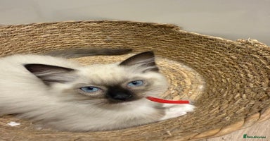 Ragdoll cats - Advert 12