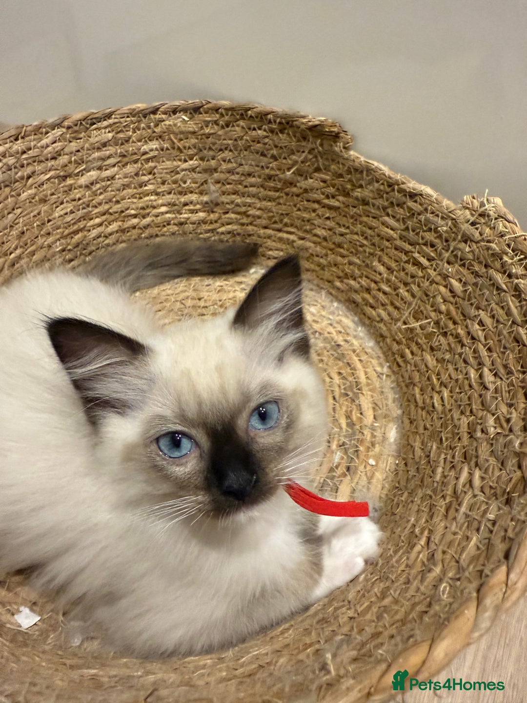 Ragdoll cats for sale: Beautiful litter of Ragdoll baby’s! 🐱🤍🐱 - Image 3