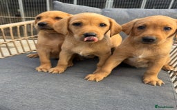 Labrador Retriever dogs for sale: Five ⭐️Council Registered Breeders litter of Labs - Image 1
