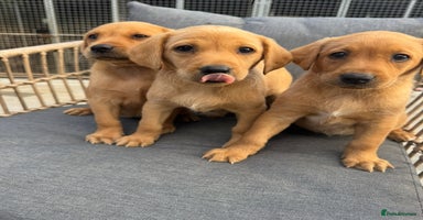 Labrador Retriever dogs - Advert 6