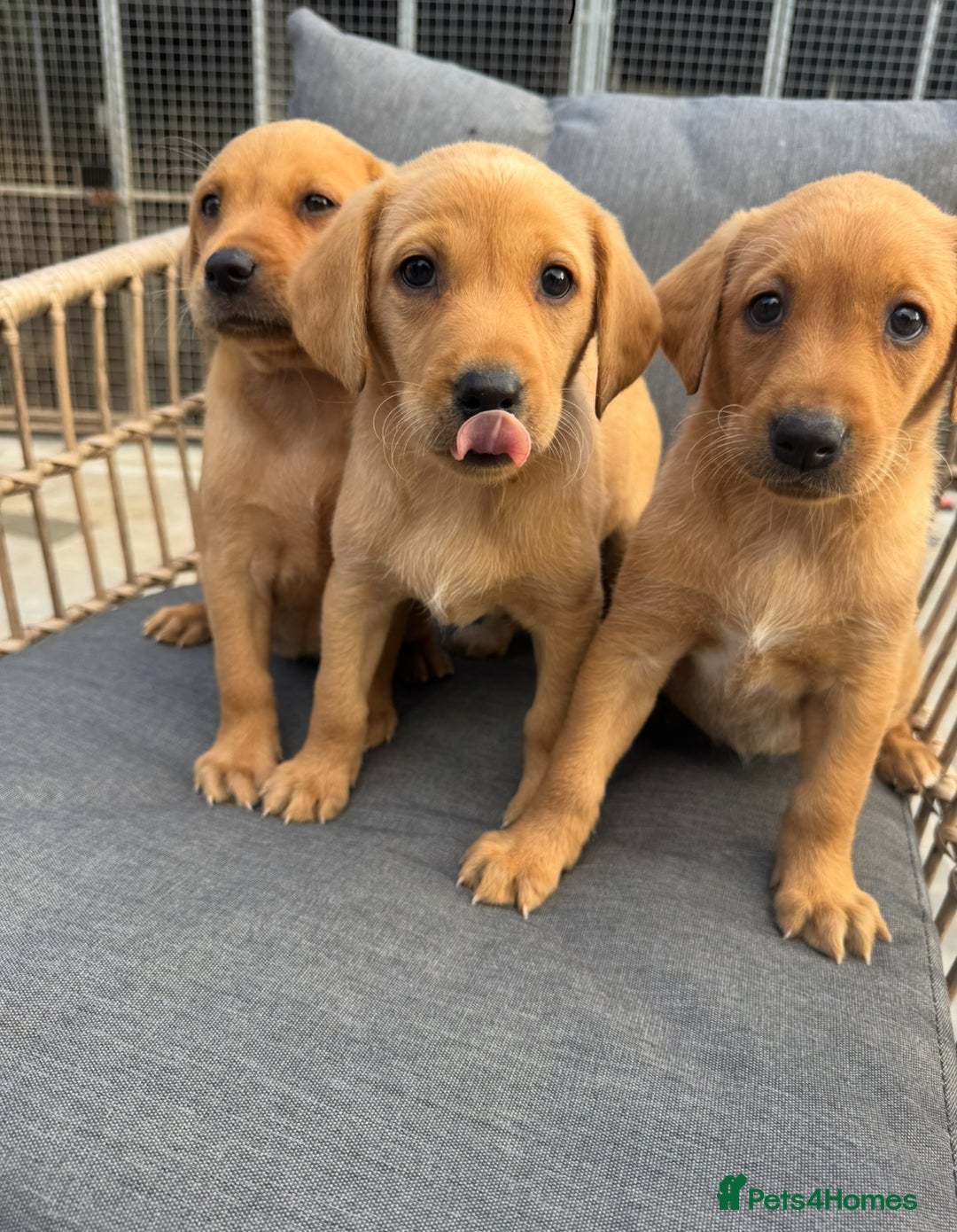 Labrador Retriever dogs for sale: Five ⭐️Council Registered Breeders litter of Labs - Image 1