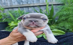 French Bulldog dogs for sale: Big Perm, fluffy and furnished frenchies  - Image 12