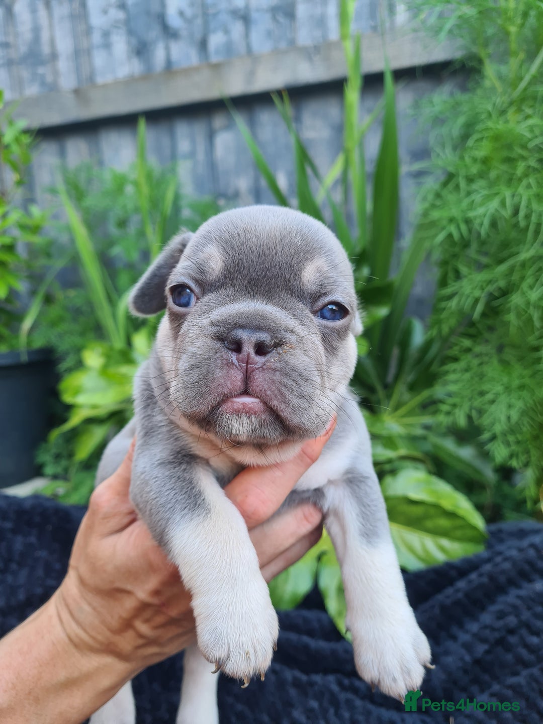 French Bulldog dogs for sale: Big Perm, fluffy and furnished frenchies  - Image 12