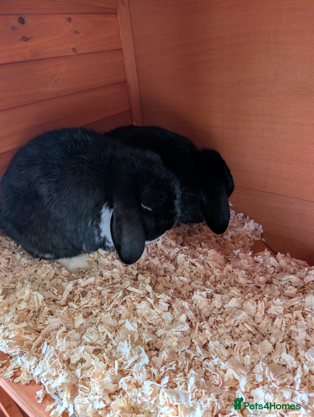 Mini Lop rabbits for sale: Rabbits for sale with everything  - Advert 1