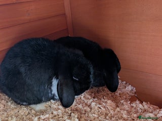 Mini Lop rabbits Rabbits for sale with everything - Advert 1
