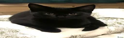 Mixed Breed cats for sale: 3 kittens for sale - Advert 7