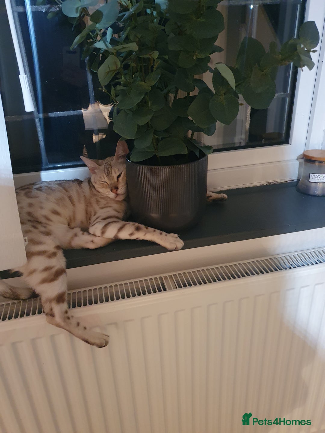 Bengal cats for sale: Mother and daughter bengal for rehoming  - Image 9