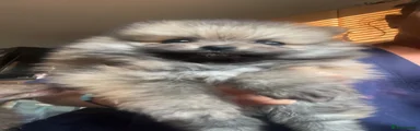 Pomeranian 1