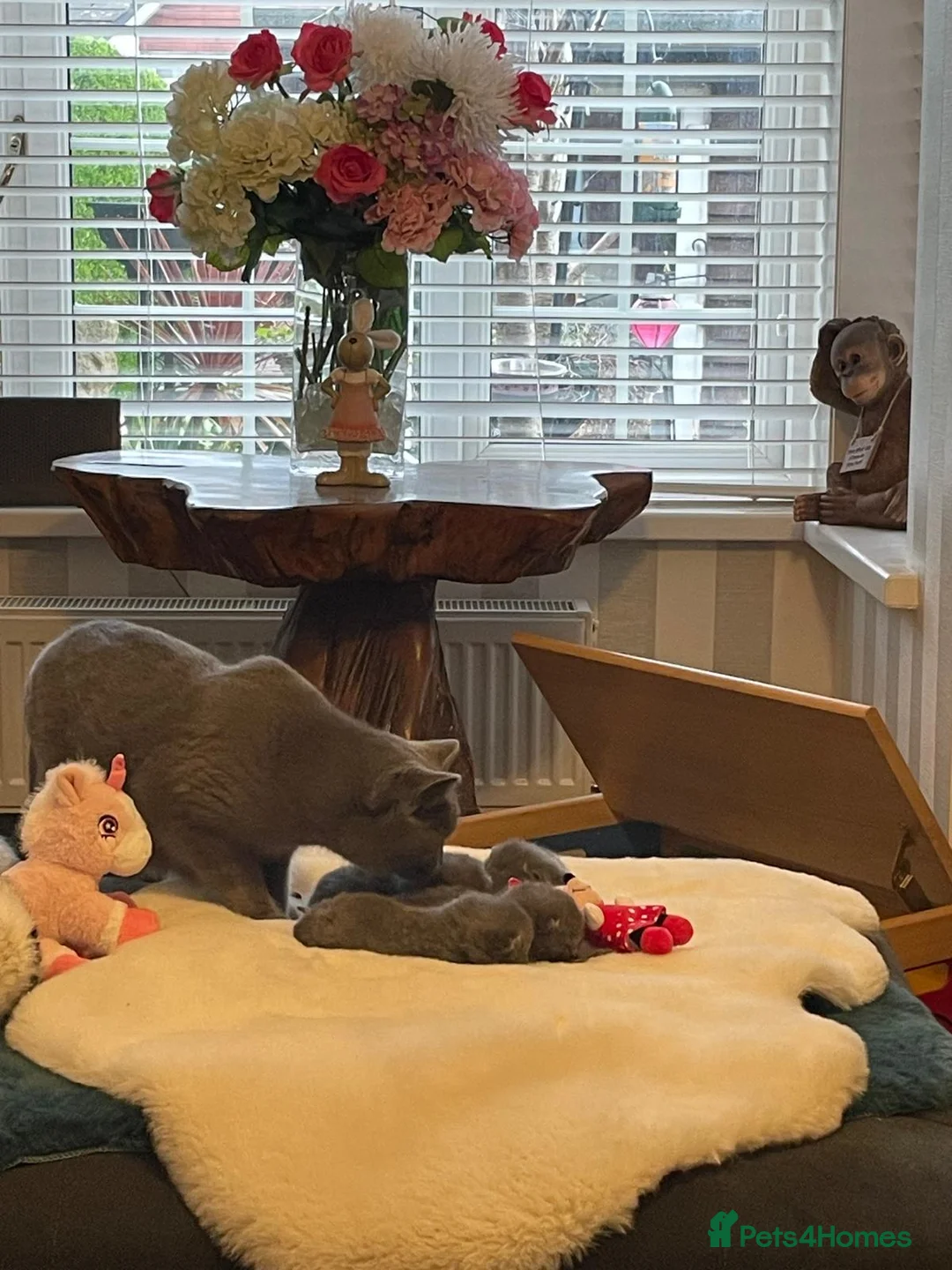 British Shorthair cats for sale: British blue kittens  in Newport - Advert 2