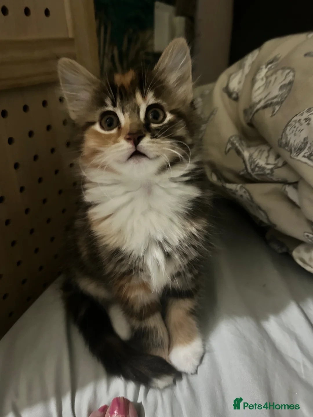 Mixed Breed cats for sale: Two female kittens  - Advert 18