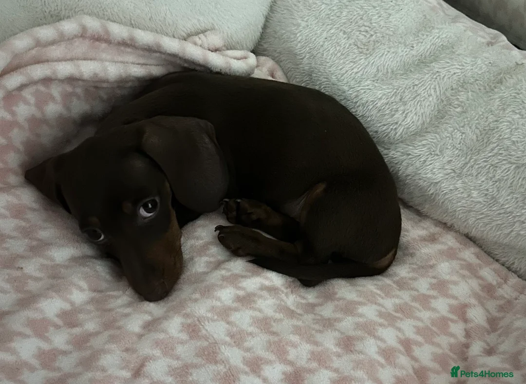 Miniature Dachshund dogs for sale: Female miniature dachshund  in Aberdare - Advert 1