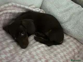 Miniature Dachshund dogs Female miniature dachshund in Aberdare - Advert 2