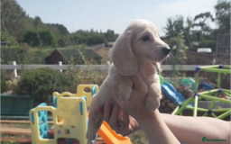 Miniature Dachshund dogs for sale: Miniature Cream Dachshund Puppies KC Reg   - Image 19