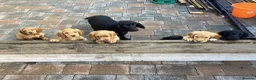 Cocker Spaniel dogs for sale: Cocker Spaniel in Crediton - Advert 3
