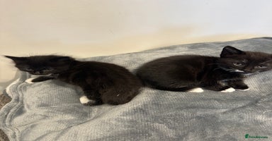 Mixed Breed cats - Advert 9