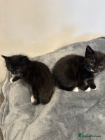 Mixed Breed cats - Advert 4