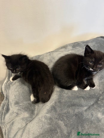 Mixed Breed cats - Advert 1