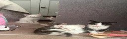 Mixed Breed cats for sale: Male kitten ready now - Advert 7
