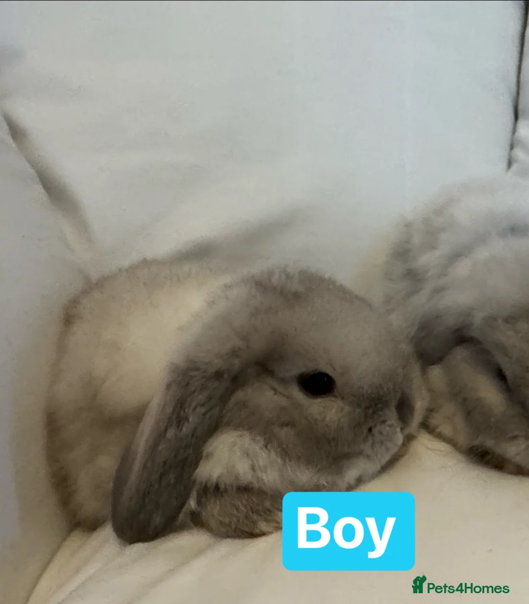 Mini Lop rabbits for sale: Pedigree Mini Lops ready !! 1 lilac tort doe left - Advert 1