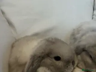 Mini Lop rabbits Pedigree Mini Lops ready !! Great temperament - Advert 1