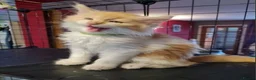 Maine Coon cats for sale: Our beautiful babies have been born! - Advert 5