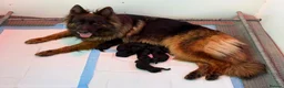 German Shepherd dogs for sale: QUALITY GERMAN SHEPHERD LONG HAIR PUPPIES  - Advert 5