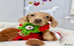 Miniature Dachshund dogs for sale: 🩷🌟Beautiful cream dapple KC Female 🌟🩷 - Advert 9