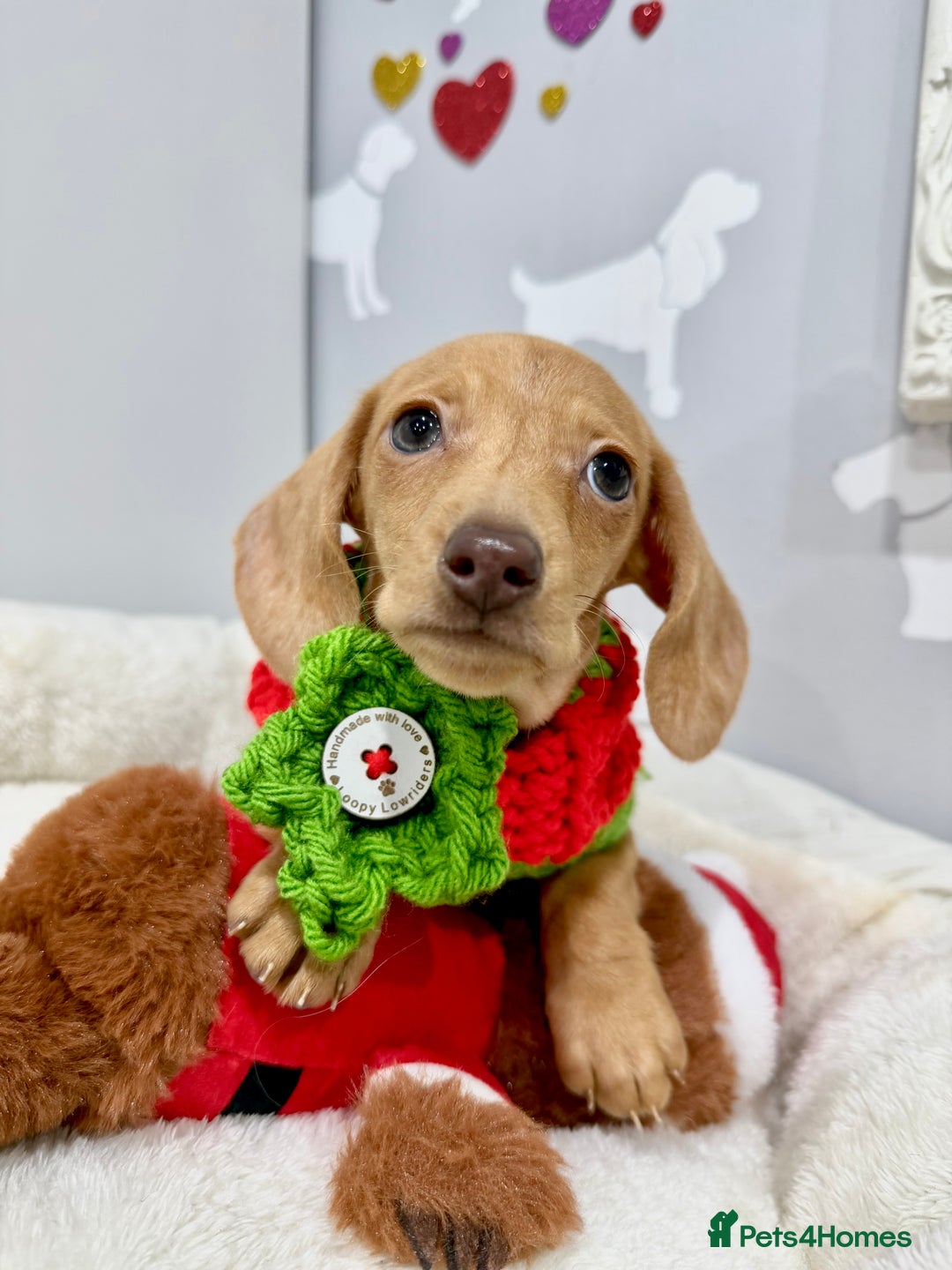 Miniature Dachshund dogs for sale: 🩷🌟Beautiful cream dapple KC Female 🌟🩷 - Advert 9