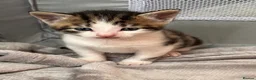 Mixed Breed cats for sale: Beautiful Affectionate Kittens - Advert 2