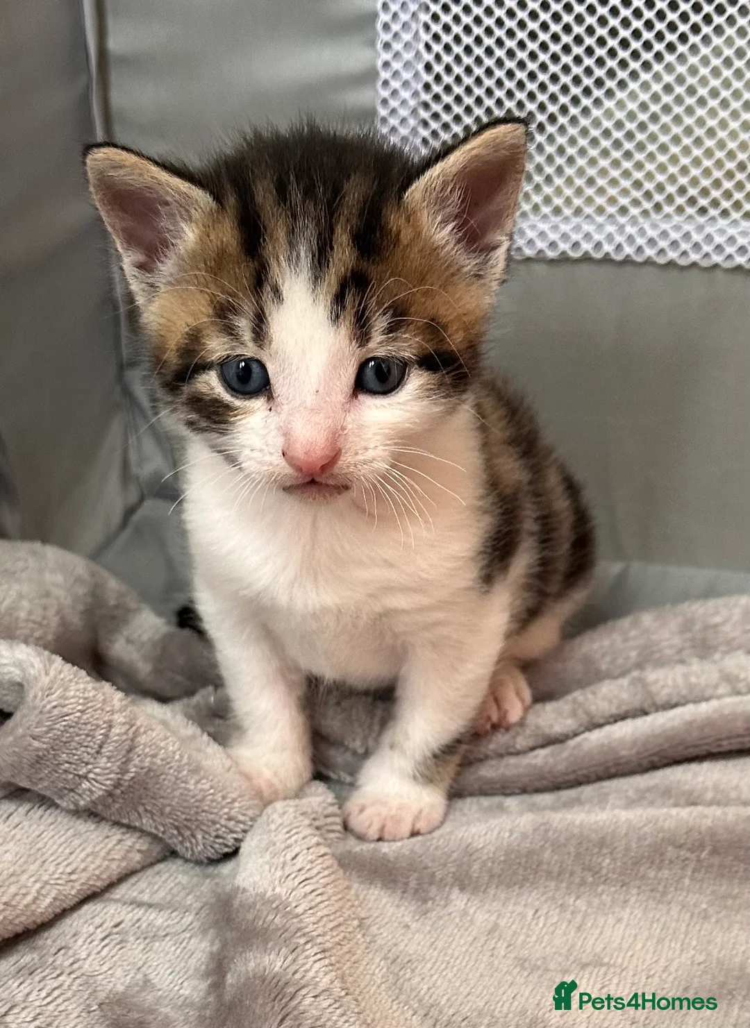 Mixed Breed cats for sale: Beautiful Affectionate Kittens - Advert 2