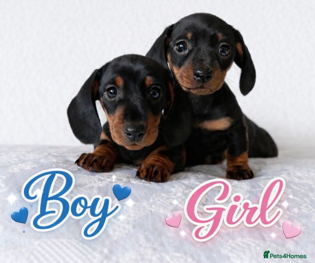 Miniature Dachshund dogs KC Black & Tan Miniature Dachshunds - Advert 2